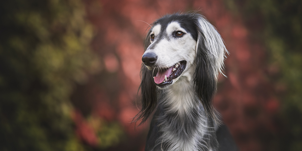 Saluki