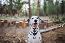 Dalmatian sitting and looking at the camera, with woods in background.