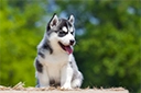 Siberian husky puppy sitting, with trees in background.