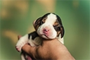 New-born white, black, and brown puppy being held one-handed.