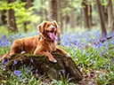 Brown Nova Scotia lying down on a tree stump surrounded by bluebells in a wood.