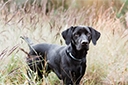 Black Labrador walking through a meadow.