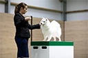 Rachel Oates showing a small white spitz dog on a green and white podium.