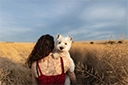 White westie dog looking over person's shoulder, whilst being held in a field of crops.