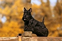 Black Scottish Terrier looking toward the camera.