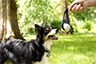 Medium sized black and white dog, looking at a ball-toy held by owner.
