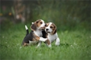 2 beagle puppies playing in a field.