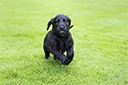 Black Flat Coat Retriever puppy running through field.