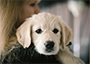 Cream coloured puppy looking over a person's shoulder, whilst being held.