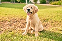 Golden Retriever Puppy with mouth open, sitting on grass.